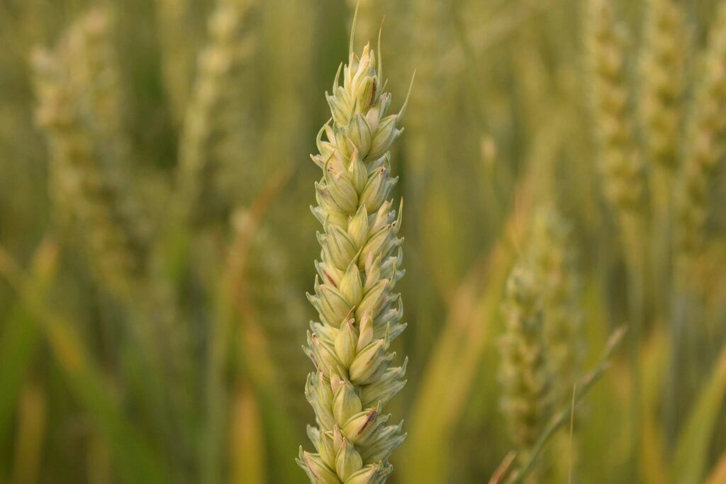 Wheat ripening in the field